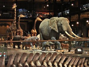 Grande Galerie de l'Evolution